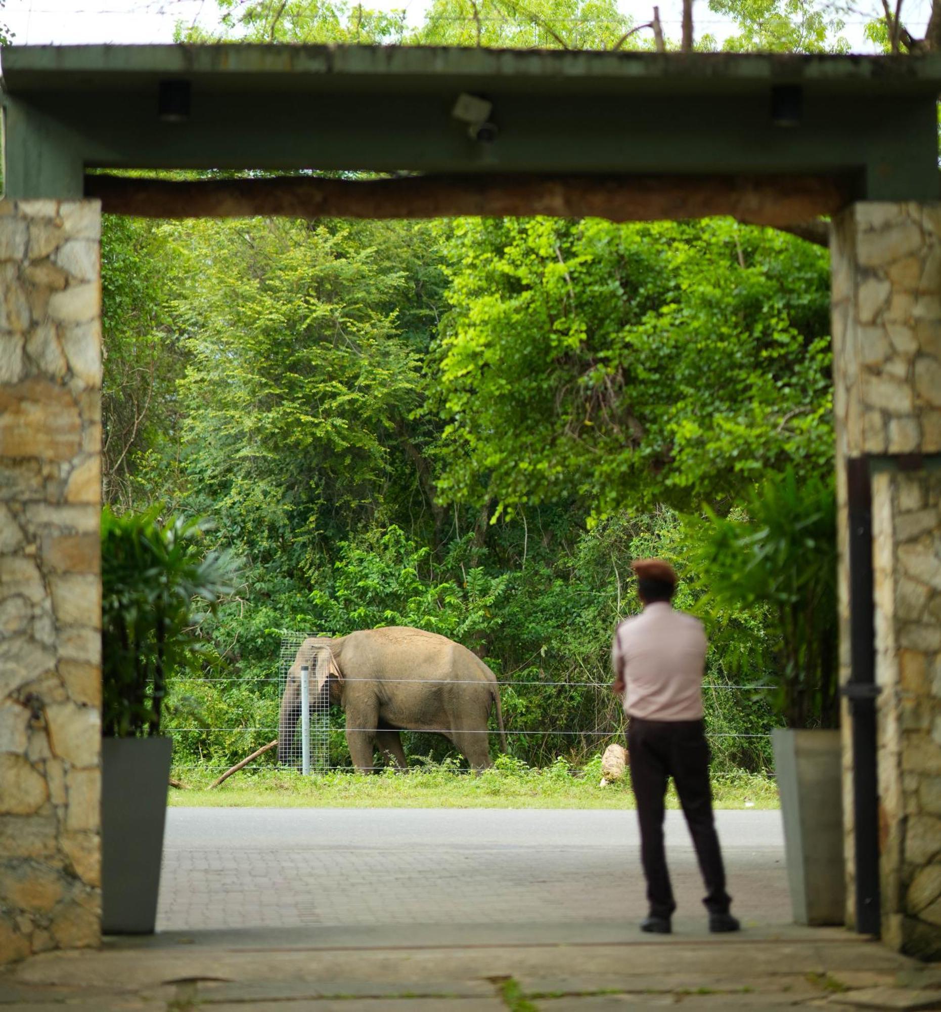 Elephant Trail Udawalawe Esterno foto